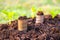 Money growth. small tree on stack coin and soil with green background