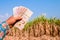 Money in hand sugarcane farmers, banknote money thai baht in the hand at sugarcane plantation field in sugar cane harvest season