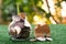 Money for housing. Wooden house model, Coins and banknote in glass jar with greenery background