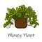 Money Plant -Air purification tree