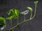 Money plant, golden pothos, Drevi`s ivy, Epipremnum aureum plant.