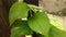 money plant green leaf dance video natural