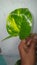 money plant hand color phool