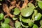 Money plant, jade plant, pattern, green background, money tree, crassula, plant, jade, tree, background, ovata, money, green, hous