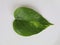 Money plant leaf isolated in white background