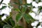 Money plant leaf, Pachira aquatica