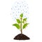 Money plant with rain drops. Vector