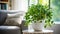 Money Plant in a Serene Living Hall