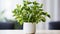 Money Plant in a Serene Living Hall