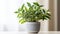 Money Plant in a Serene Living Hall