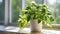 Money Plant in a Serene Living Hall