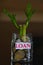 Money plant with text loan.