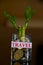 Money plant with text travel.