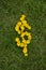 Money symbol written with Flowers