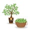 Money tree with a coin root. Green cash banknotes tree in ceramic pot and money basket. Business and investment harvest