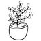 Money Tree, Crassula flower in pot black and white