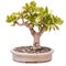 Money tree (Crassula ovata) as bonsai