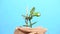 Money tree. Crassula Ovata. Crassulaceae. House plant symbols of money coins on a blue background. Young plant.