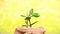 Money tree. Crassula Ovata. Crassulaceae. House plant symbols of money coins on a yellow background. Young plant.