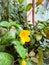 Money tree fortune plant yellow flower