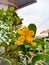 Money tree fortune plant yellow flower