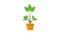 Money tree growing. Business economic investment concept