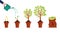 Money tree growing process. Financial growth concept. Dollar investment in business. Hand watering growing money plant with