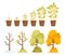 Money Tree Growth, Capital Gain and Seasonal Trees. Time Line from Small Sprout to Big Plant with Golden Coins on Branch