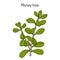 Money tree or jade plant Crassula portulacea , medicinal plant