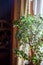 Money tree. Large indoor succulent potted plant in the light of