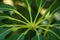 Money tree Pachira aquatica houseplant in front of a curtain with green optic macro leaf