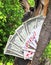 Money tree and playing cards