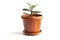 Money tree or succulent jade plant Crassula ovata with green leaf isolated on a white background