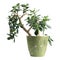 Money tree or succulent jade plant Crassula ovata with green leaf isolated on a white background