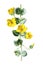 Moneywort or Lysimachia nummularia plant. family or the Lysimachia. Antique hand drawn field flowers illustration. Vintage and ant