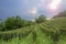 Monferrato: Barbera vineyards backlight. Color image