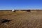 Mongolia cattle vehicle