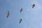 Mongolia. four flying pelicans in blue sky