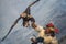 Mongolia, Golden Eagle Festival.Hunter On Horse With A Magnificent Golden Eagle, Spreading His Wings And Holding Its Prey.