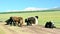 Mongolia, a group of yaks on the steppe road in the foothills of the Sayan mountains.