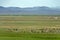 Mongolia landscape with yurts and herds