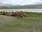 Mongolia sheep - traditional lifestyle and landscape in west Mongolia