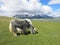 Mongolia sheep - traditional lifestyle and landscape in west Mongolia