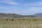 Mongolia Steppe with Camels