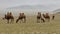 Mongolia Steppe with Herd of Camels