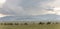 Mongolia Steppe with Herd of Many Camels