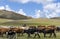 Mongolia Steppes wit Cows and Shepherd