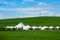 The mongolia yurts on the green hillside