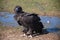 Mongolian Black Cinereous Vulture or Aegypius monachus