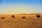 Mongolian Camels are standing in desert